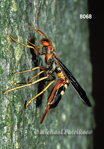 Pigeon Horntail (Tremex columba)